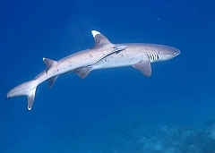 IMG_0984rfn_Maldives_Madoogali_House reef_Requin corail ou Aileron blanc du lagon_Triaenodon obesus